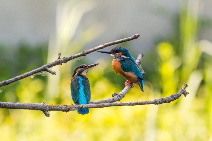 Giornata mondiale della biodiversità