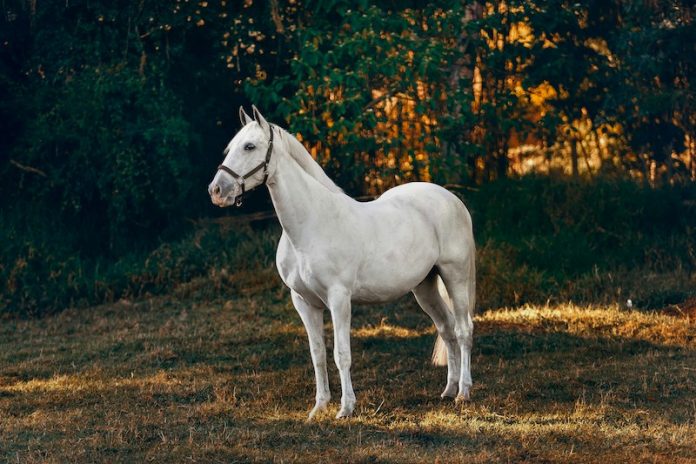 cavallo pet