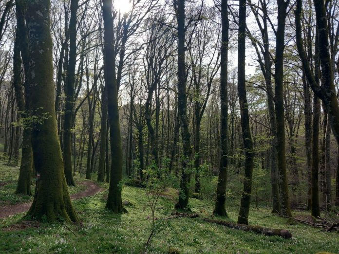 alberi